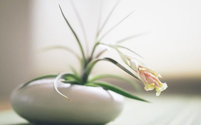 室內(nèi)養(yǎng)殖的花卉植物夠耐寒植物有哪些